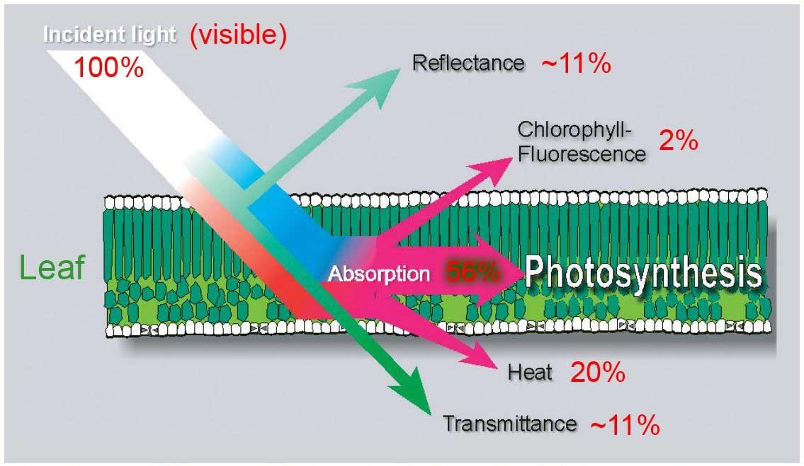 日光誘導(dǎo)葉綠素?zé)晒猓⊿IF）監(jiān)測(cè)系統(tǒng)